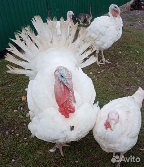 Индюки на мясо