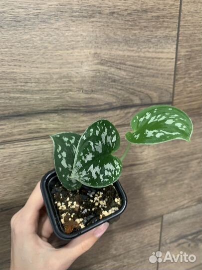 Сциндапсус пиктус