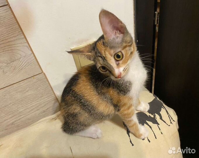 Котята в добрые руки девочки Трехцветка бесплатно