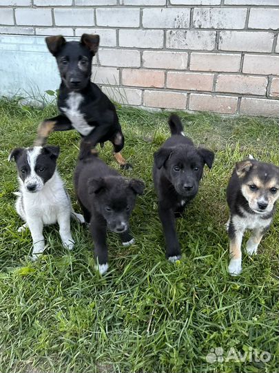 Щенки в добрые руки