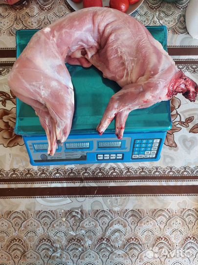 Мясо кролика