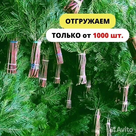 Веники пихтовые от производителя