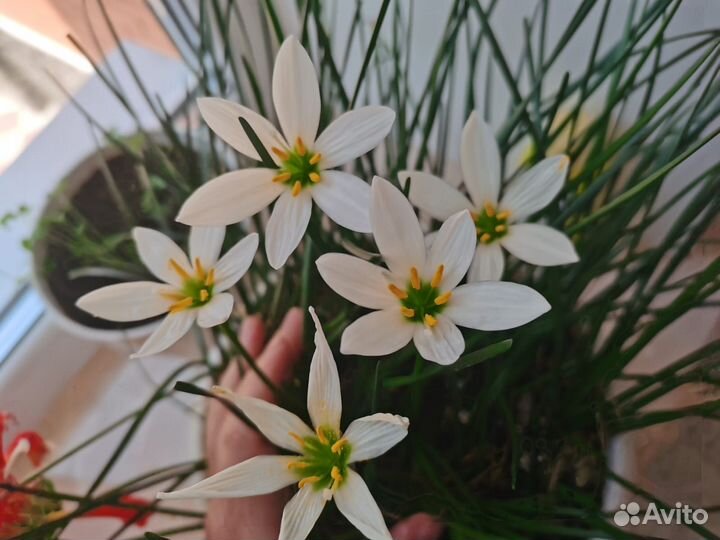 Зефирантес белый