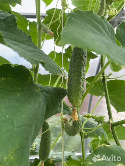 Помидоры домашние