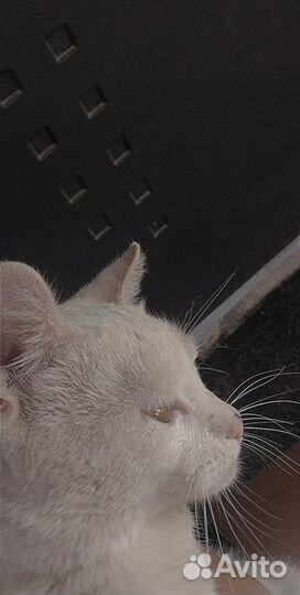 Кот Британец,не вислоухий белый,ему 9 месяцев