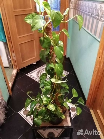 Сциндапсус - лиана на палке-опоре