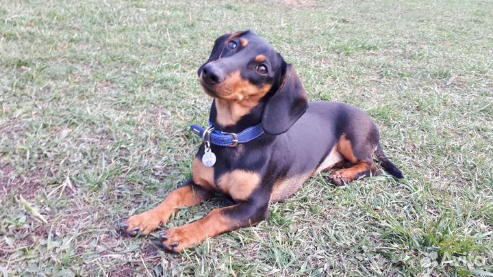 Дрессировка собак кинолог