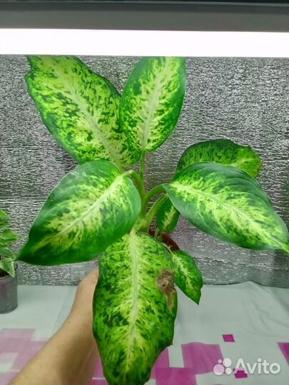 Комнатные цветочки разные