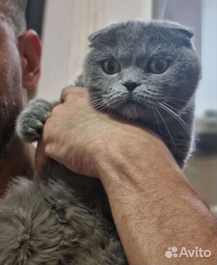 Шотландская вислоухая кошка бесплатно