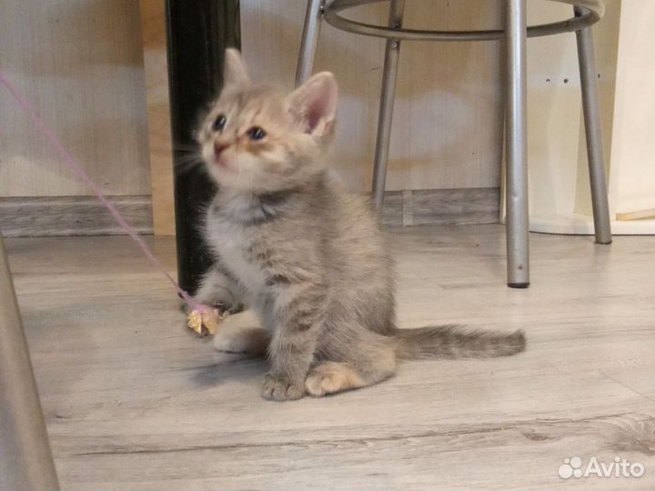 Кошка в дар бесплатно