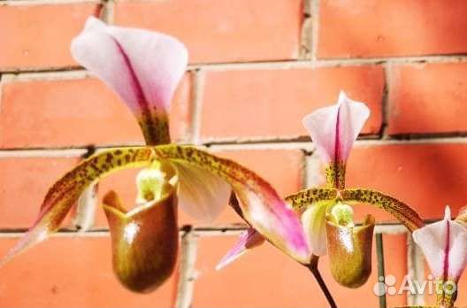 Орхидея Paphiopedilum Haynaldianum*spicerianum