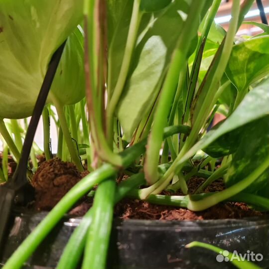 Эпипремнум ауреум