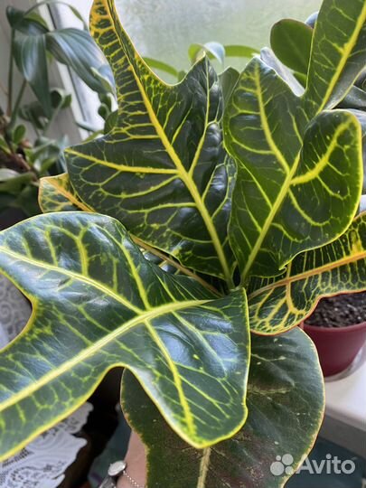 Комнатные цветы