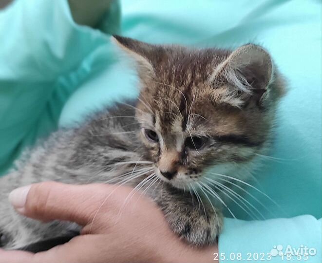 Котенок ищет дом