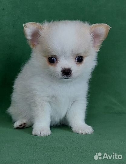 Чихуахуа щенки и под резерв