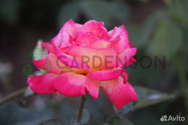 Саженцы роз оптом (450 сортов) - Маскотте