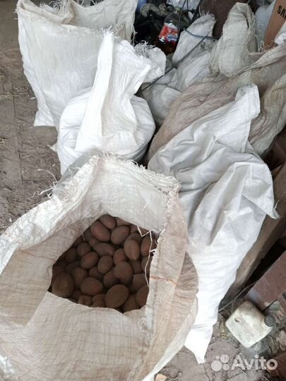 Картофель на корм скоту