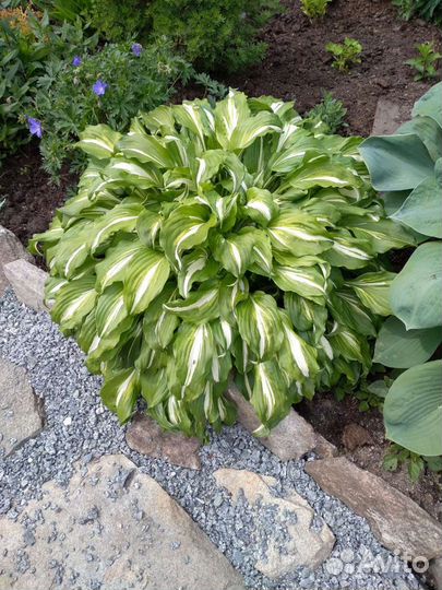 Многолетники: энотера, хосты