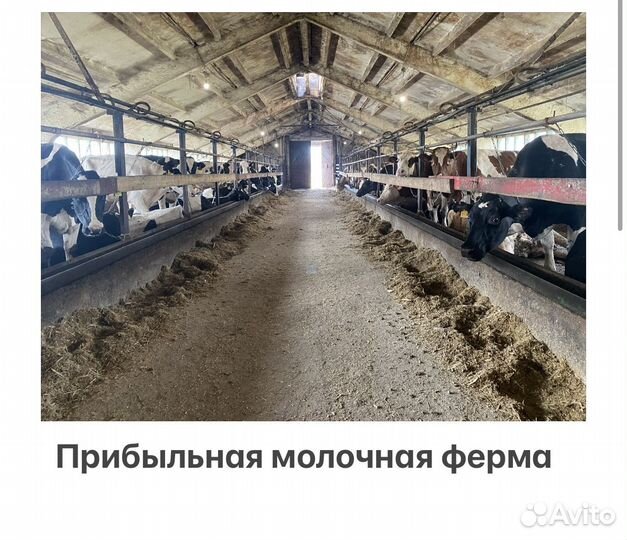 Молочная ферма