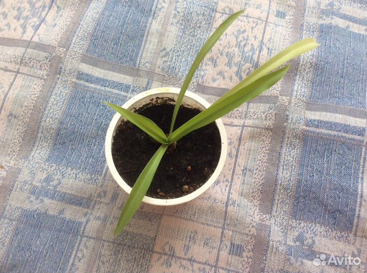 Хлорофитум. Цветы комнатные