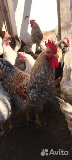 Молодые породистые петушки