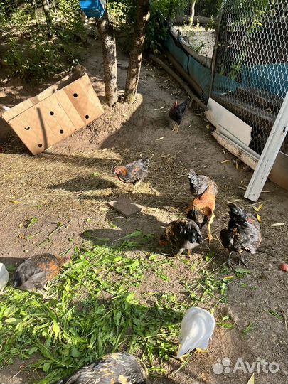 Молодые петушки