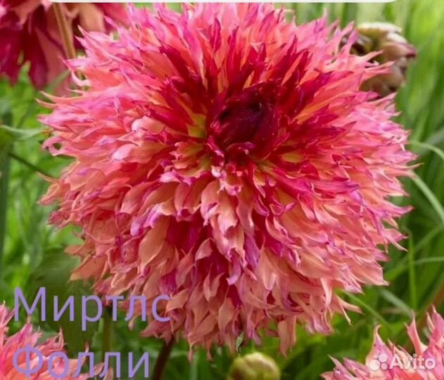 Клубни георгинов