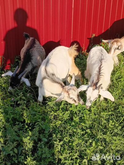 Козы козлы козлята