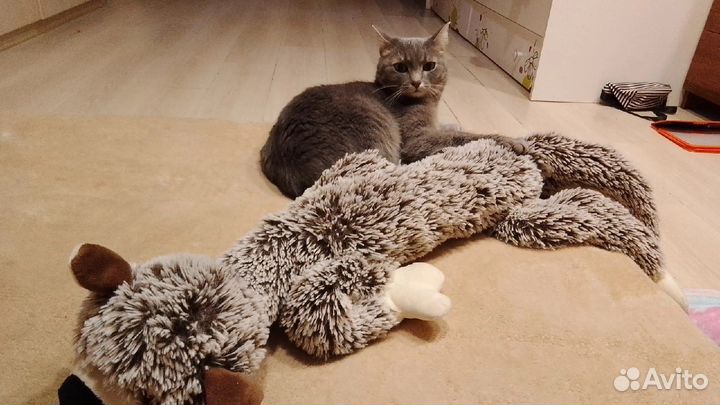 Домашняя гостиница