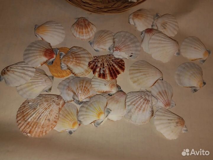 Морские ракушки