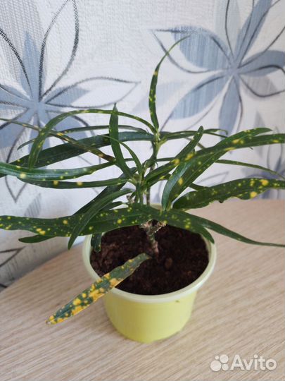 Кодиеум кротон брызги шампанского