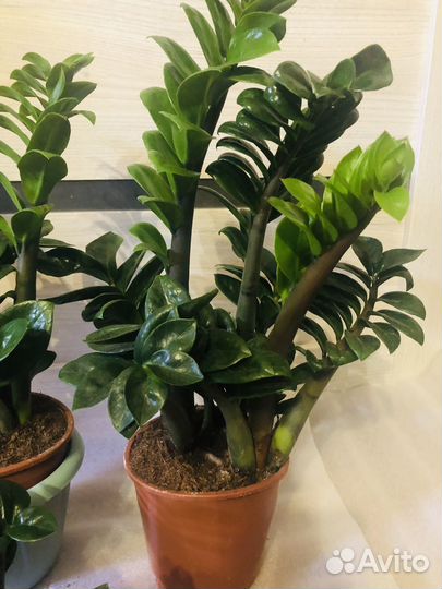 Замиокулькас зензи, Черный Равен