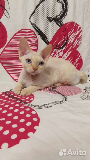 Котята девон-рекс