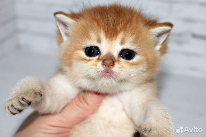Котята золотые британские шиншиллы ny11