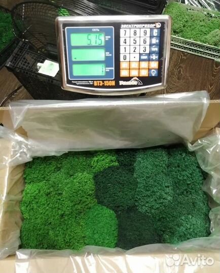 Стабилизированный мох от производителей