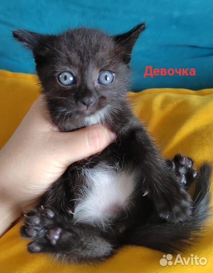 Котёночек в добрые руки