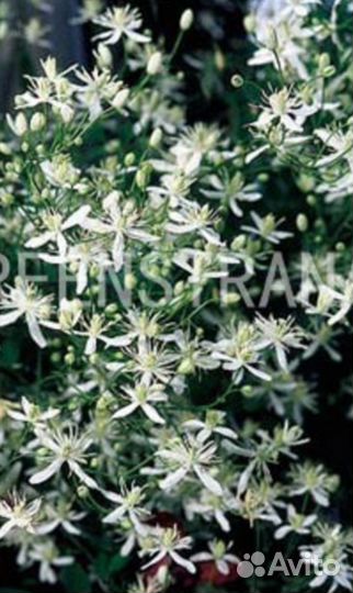 Клематис жгучий