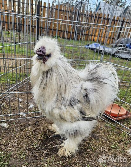 Петух китайский шелковый