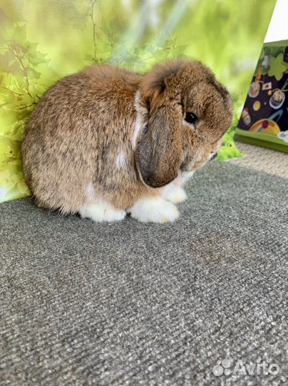Минилоп самец agouti mantle