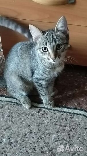 Котенок в добрые руки