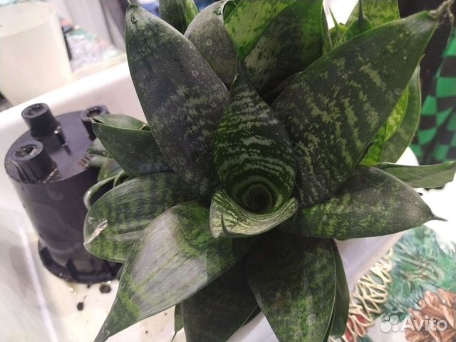 Сансевиерия