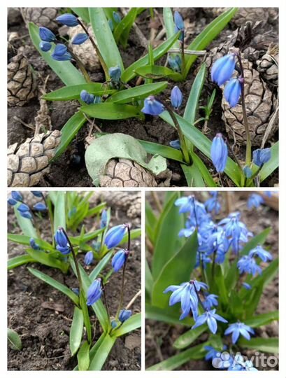 Цветы садовые Разные виды