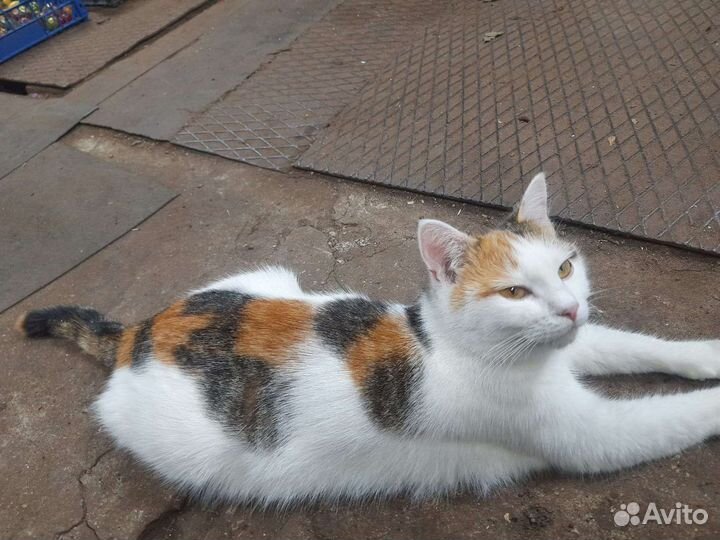 Плюшевые котята в добрые руки