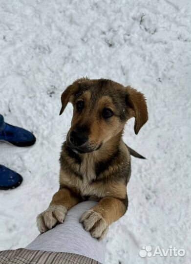 Собака в добрые руки