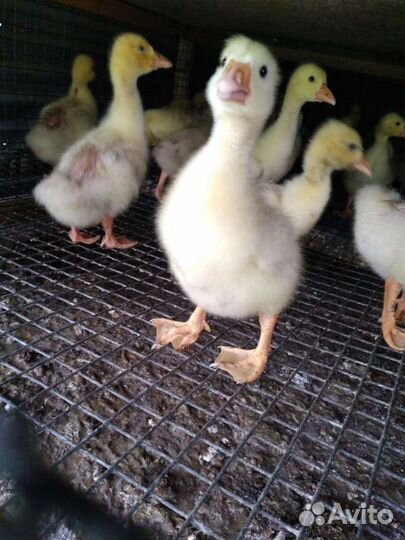 Гуси утки бройлеры
