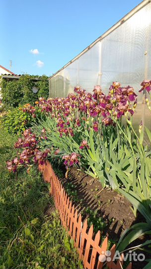 Ирисы бородатые