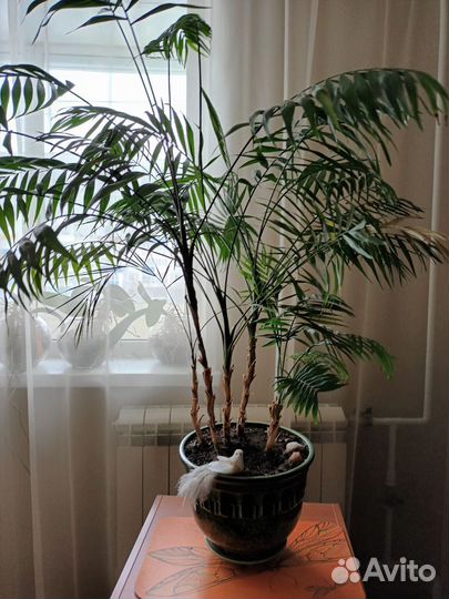 Керамические горшки для цветов бу