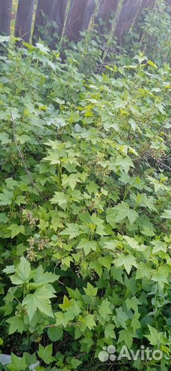 Смородина черная и красная,отростки