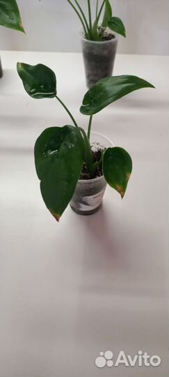 Алоказия кукулата