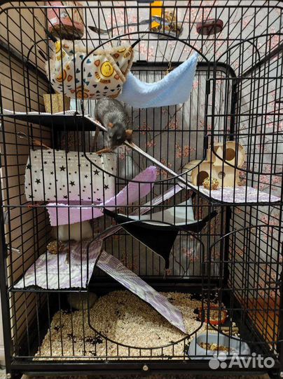 Клетка Triol C2-1